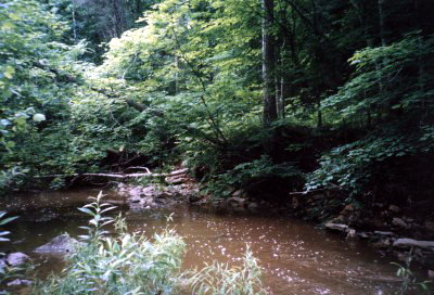 The Creek